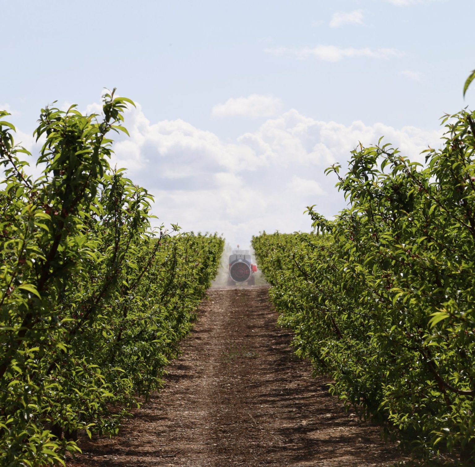 Row of a fruit tree plantation with a mounted sprayer working in the background